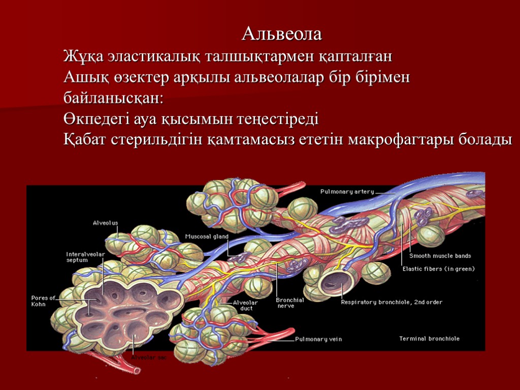 Альвеола Жұқа эластикалық талшықтармен қапталған Ашық өзектер арқылы альвеолалар бір бірімен байланысқан: Өкпедегі ауа